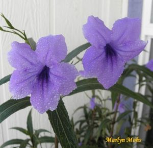 Two purple flowers with drops of water on the petals