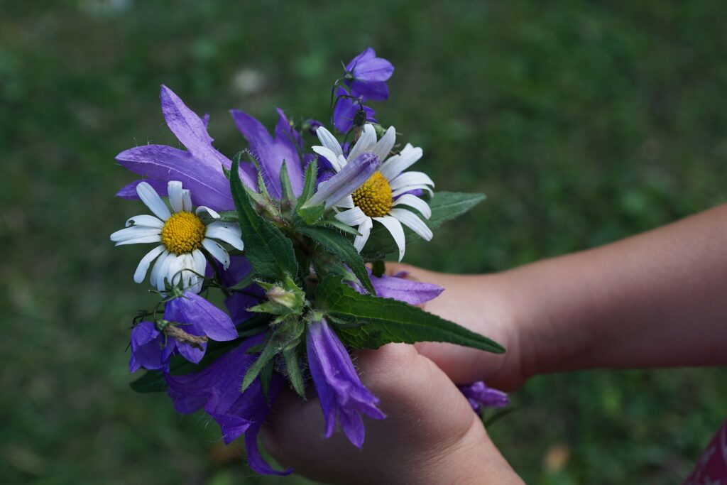 A bouquet of daisies and purple flowers held in the hands of a child offered as a gift.