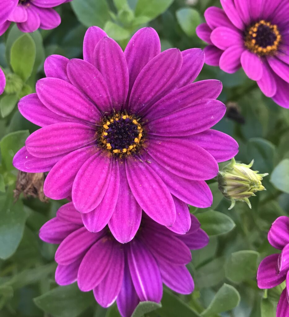 Blooming purple flowers