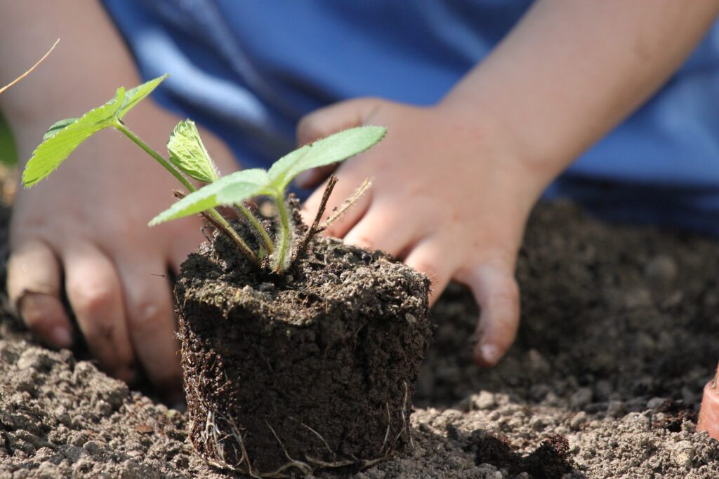 young child plants seedling