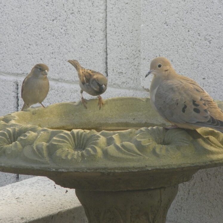Pigeons and sparrows drink from a green, cement bird bath