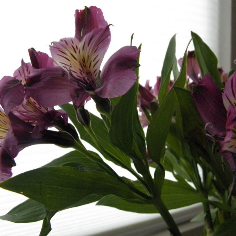 purple garden flowers in a vase
