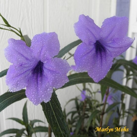 Two purple flowers with water drops on the petals
